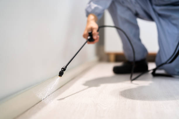 Licensed Ant Control service in Ocean Springs, MS - Show Me Pest Control